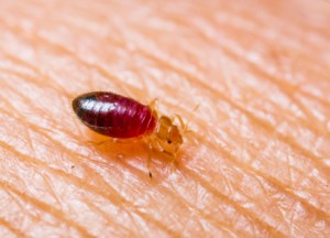 How Do I Know if Iâ€™ve Been Bitten By a Bed Bug?