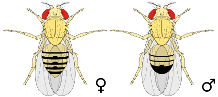 House, Drain & Fruit Flies | Bain Pest Control Service
