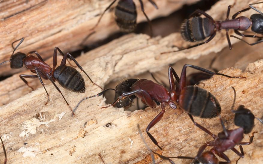 How To Get Rid Of Flying Carpenter Ants In House