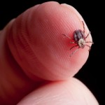 how to identify ticks