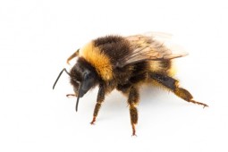 hornets wasps bumblebee