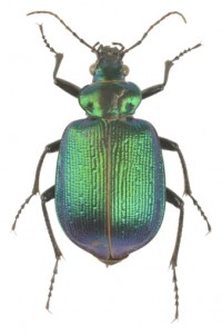 ground beetle, a green, shiny carapace