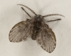 drain flies, also known as moth flies, have a "furry" appearance