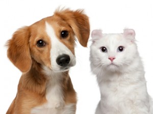 flea & tick prevention can protect your pets from bloodborne disease