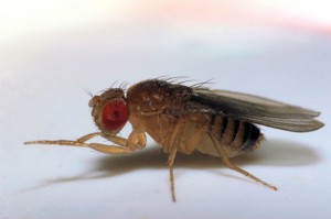 fruit flies have dark bodies and red eyes