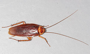 american cockroaches are a deeper brown-red with long antennae