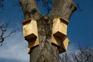 bat boxes will attract bats which will, in turn, eat insects