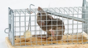 Live Traps are considered a more humane rodent trap