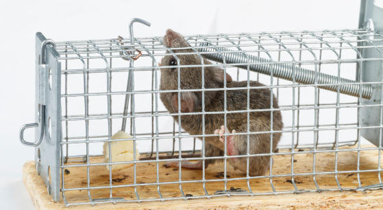 Choosing the Right Rodent Trap