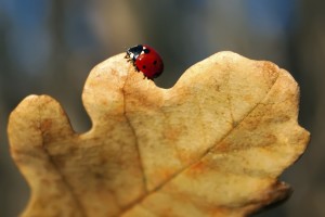 a common fall pest, a lady bug sits on a fall leaf