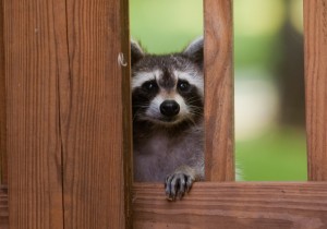 racoon proof your home