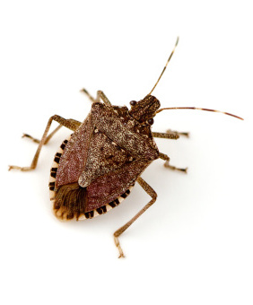 stink bug, brown marmorated
