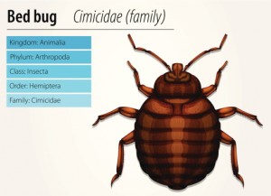 bed bug identification chart