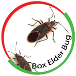 Box Elder Bug