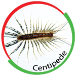 Centipede: Control, Facts, Prevention