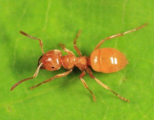 Citronella Ant