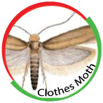 Clothes Moth
