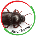 Flour Beetle