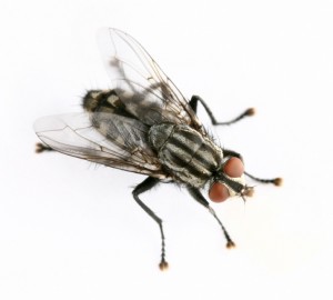 flies are a common pest