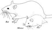 rodents: rat and mouse