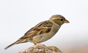 Sparrow, Female