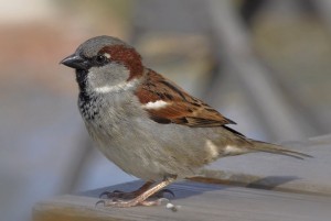 Sparrow, Male
