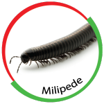 Milipede