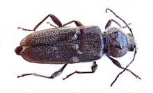Old-house Borer Beetle