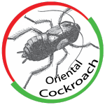 Oriental Cockroach