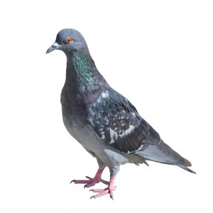 bird control can prevent pigeons from causing problems