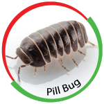 Pill Bug