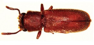 Woodboring Beetles