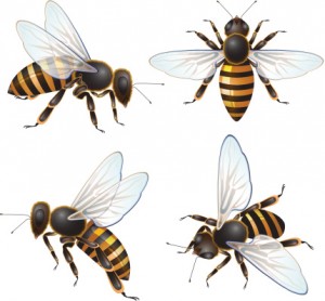 bees illustration