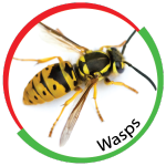 Wasp & Bee: Control, Facts, Prevention