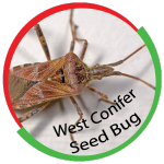 West Conifer Seed Bug