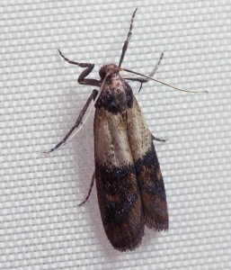 indian meal moth
