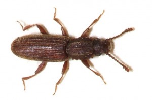 pantry pest: merchant grain beetle