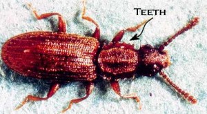 pantry pest: sawtoothed grain beetle