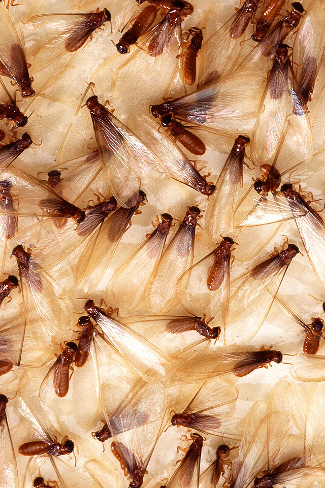 winged termite swarming