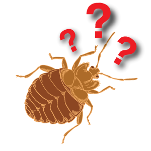 How do I know if I have Bed Bugs