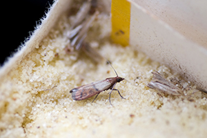 Grain Beetles & Moths