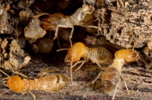 Termite Detection & Prevention