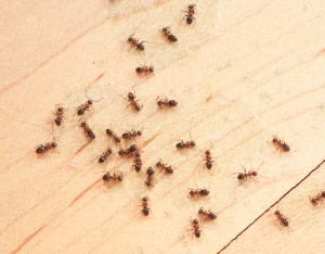 Prevent Ants