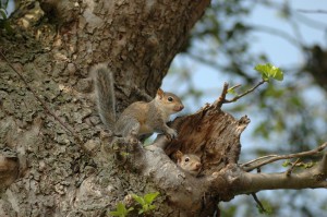 Squirrel Season