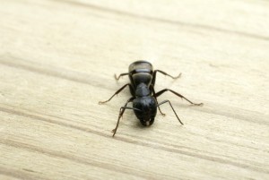 Carpenter ant chewing into a piece of wood