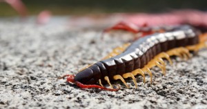 Winter Centipedes Millipedes