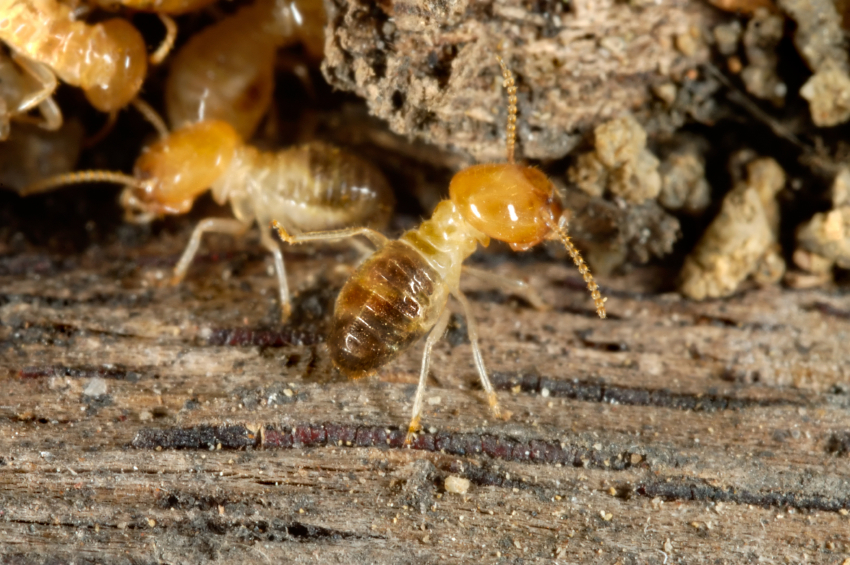 New England Termite Control