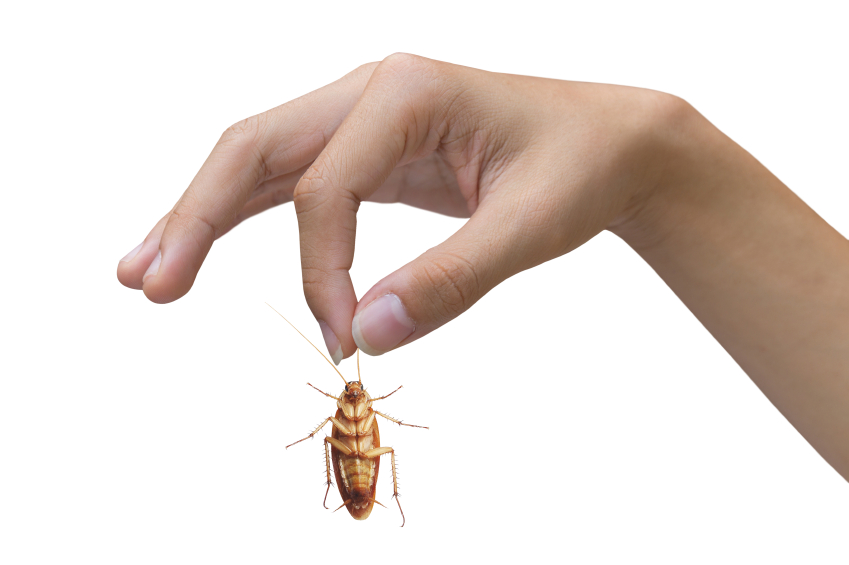 Beginner's Guide to Pest Control