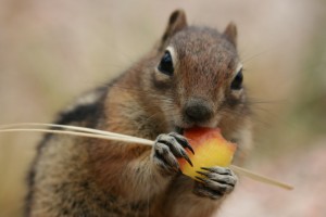 Squirrel & Chipmunk Control