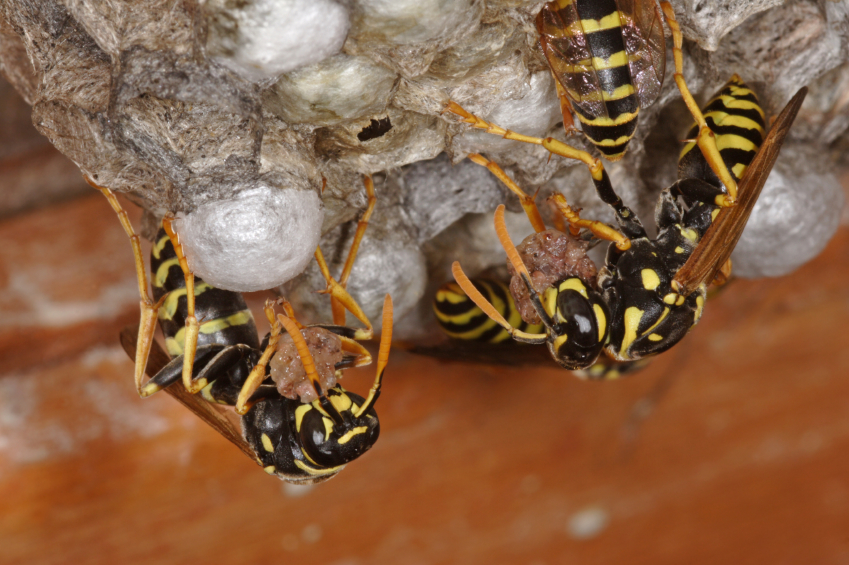 wasp removal in Boston